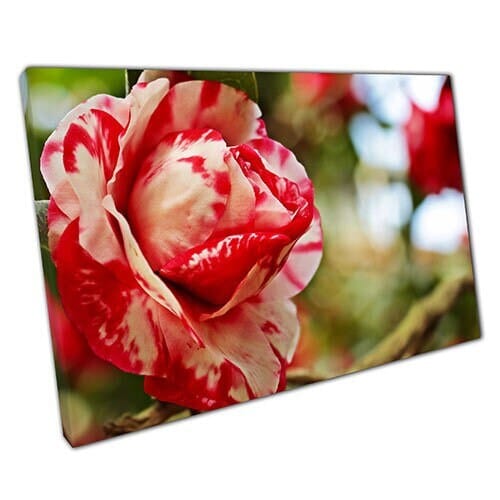 Afdrukken op canvas witte rode roos klaar om muurwand te hangen afdrukken gemonteerd canvas print
