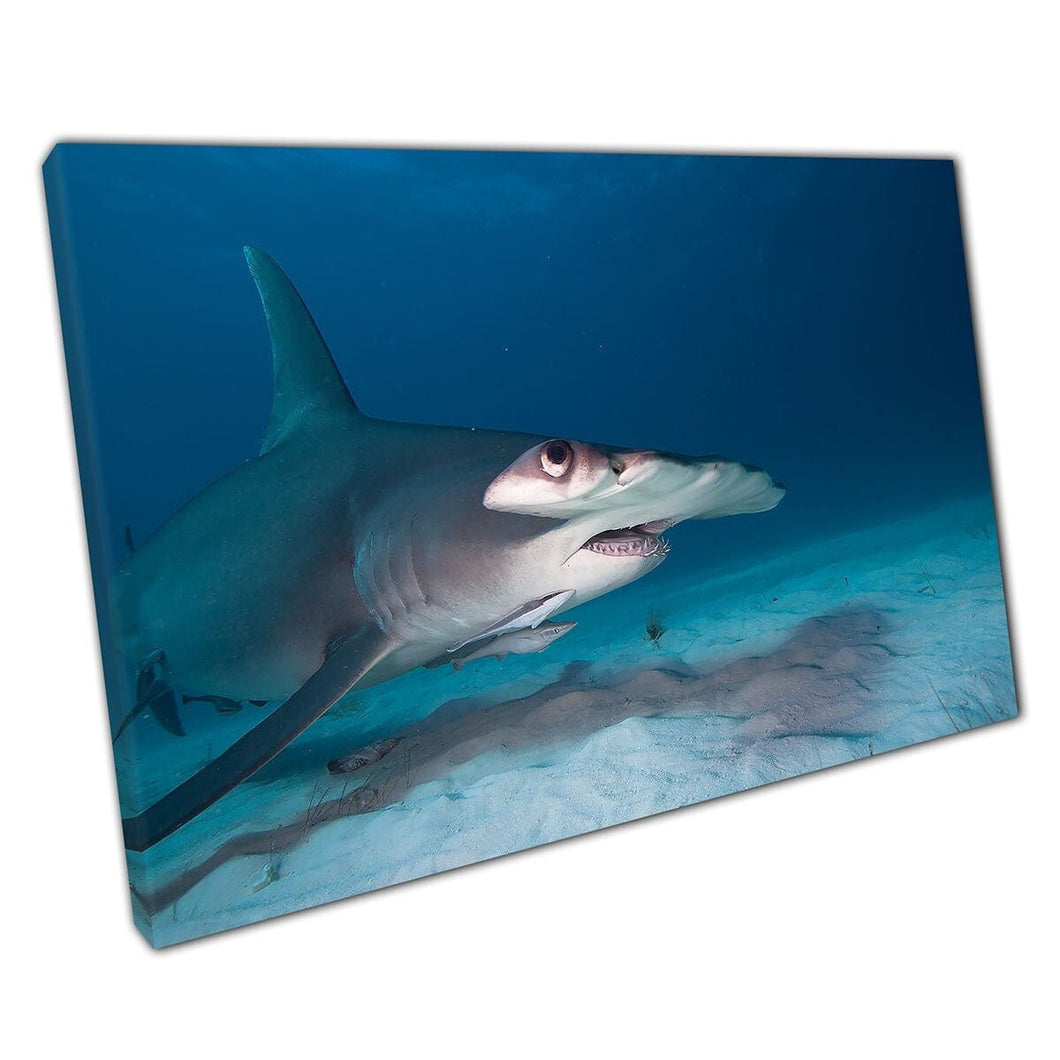 Gran tiburón martillo natación a lo largo del océano en el océano estampado de arte de la vida del mar peligroso submarino en lienzo montado en lienzo estampado