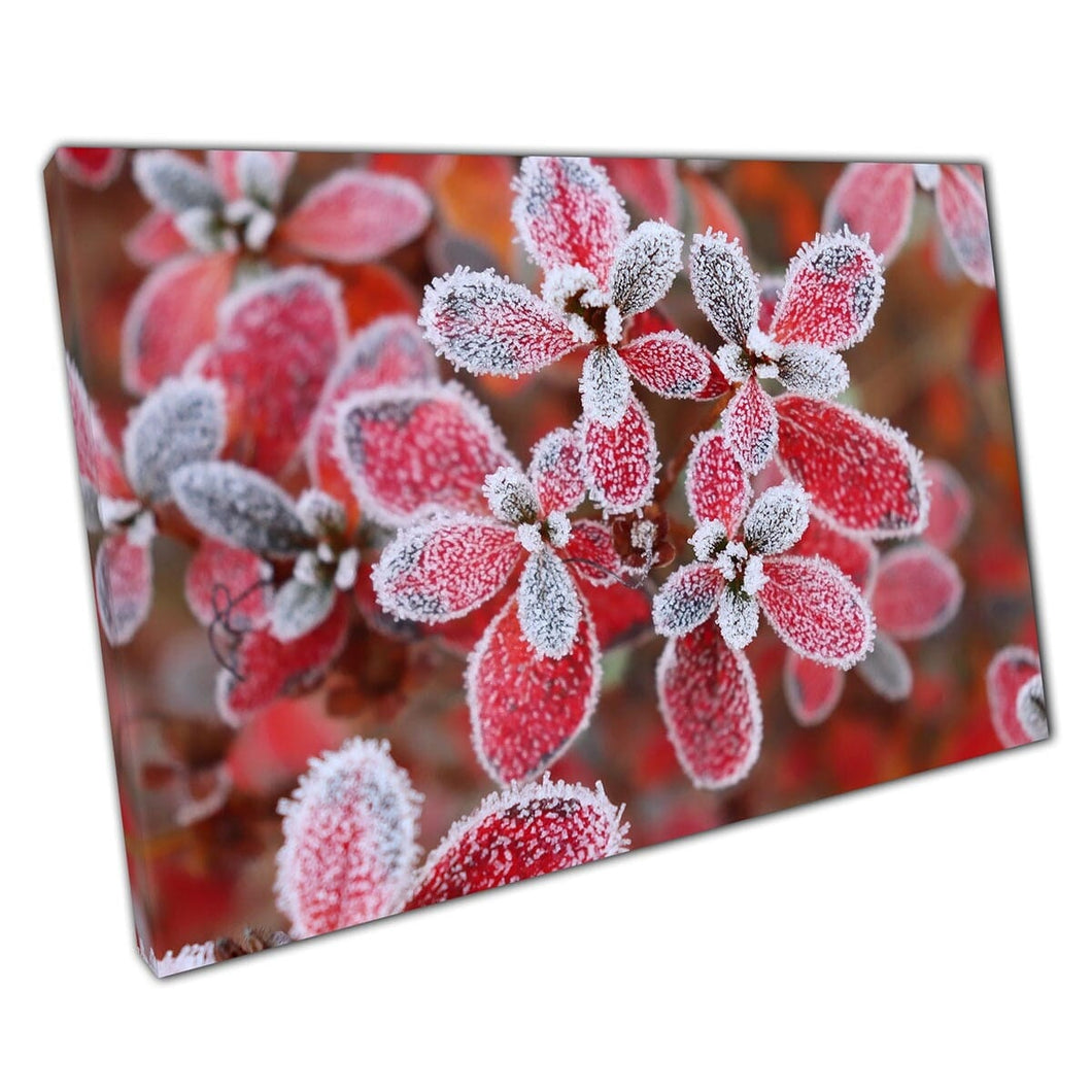 Frost gebeten ijzige karmozijnrode rode azalea laat levendige natuurgebladerte fotografie bloemen muur kunstafdruk op canvas gemonteerde canvas print