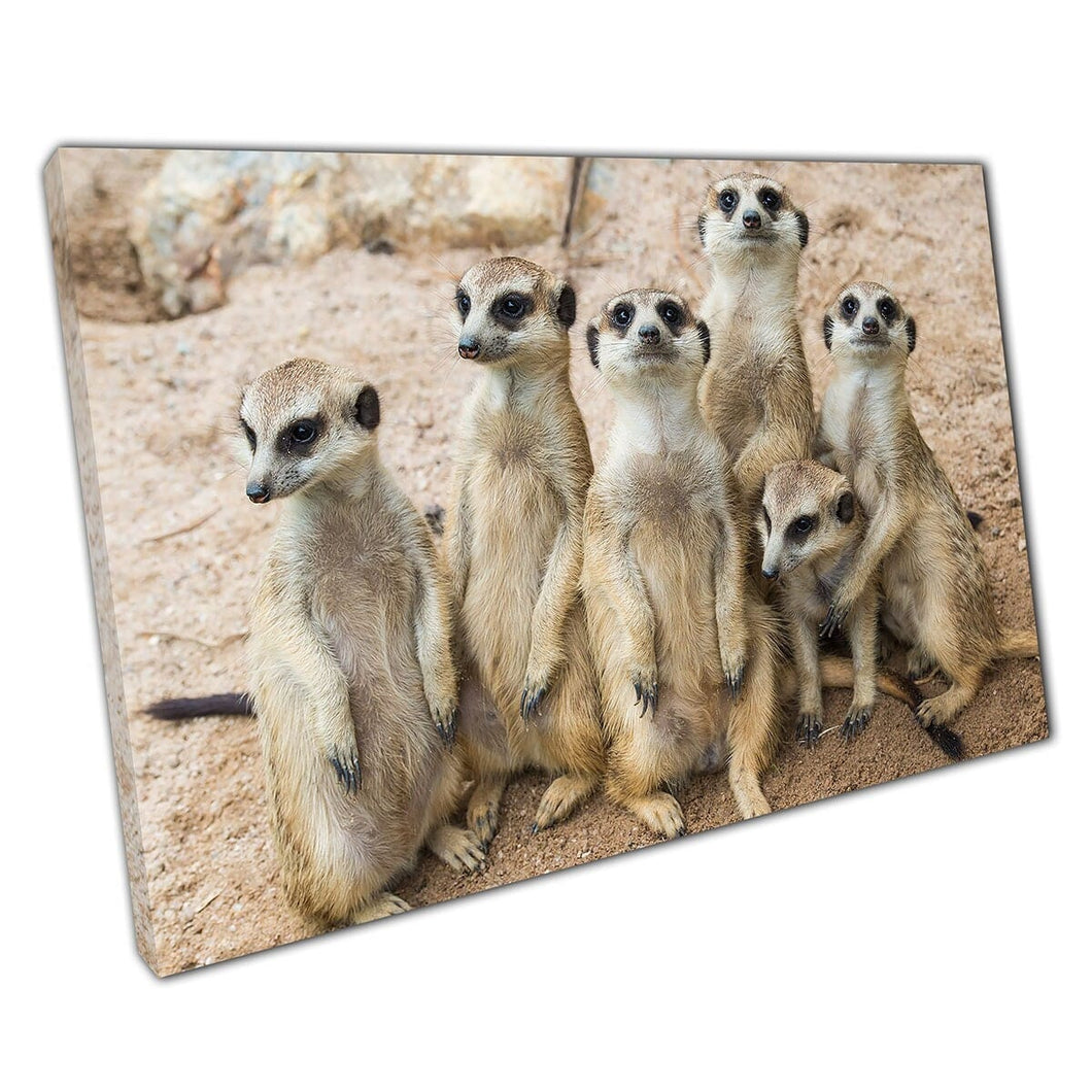 Family Of Meerkats Huddled Together Wildlife Photography Wall Art Print On Canvas Mounted Canvas print
