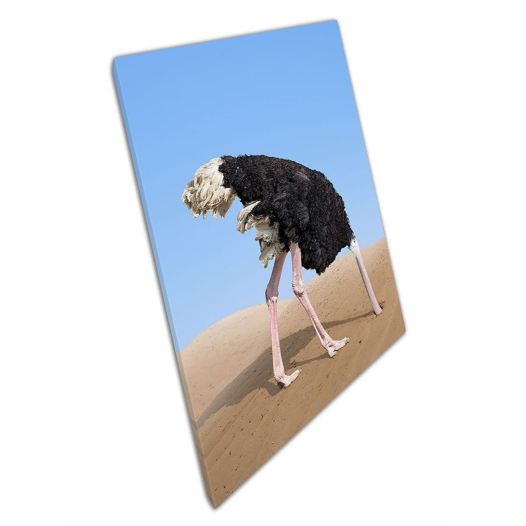 Sparato di struzzo che seppellisce la testa nella sabbia comportamento animale fotografico stampato d'arte murale su tela di tela montata