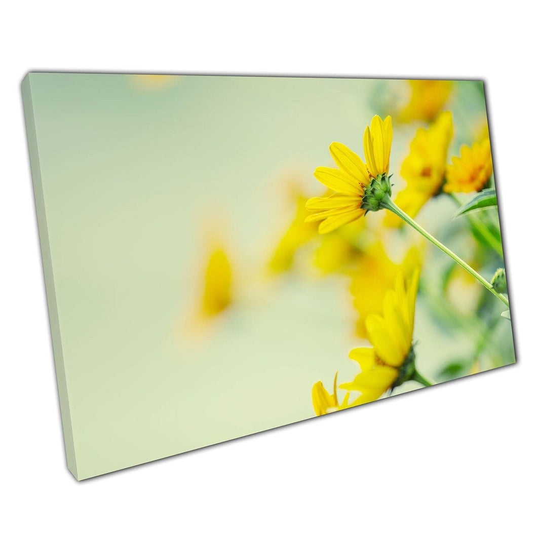 Bright Golden Yellow Dahlberg Daisies in Bloom Tijdens de zomer Flower Photography Wall Art Print op canvas gemonteerde canvas print