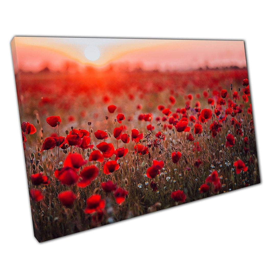 Prachtige bloemenbloemveld van rode papavers onder warme zonsondergang Krim