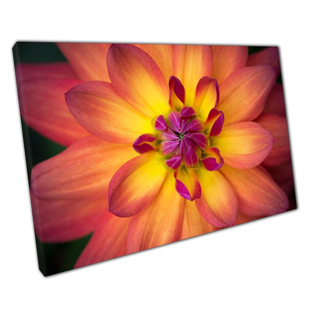 Macro Dahlia Flower Yellow Orange Pink Petals In Soft Focus Canvas Wall Art Print On Canvas Mounted Canvas print