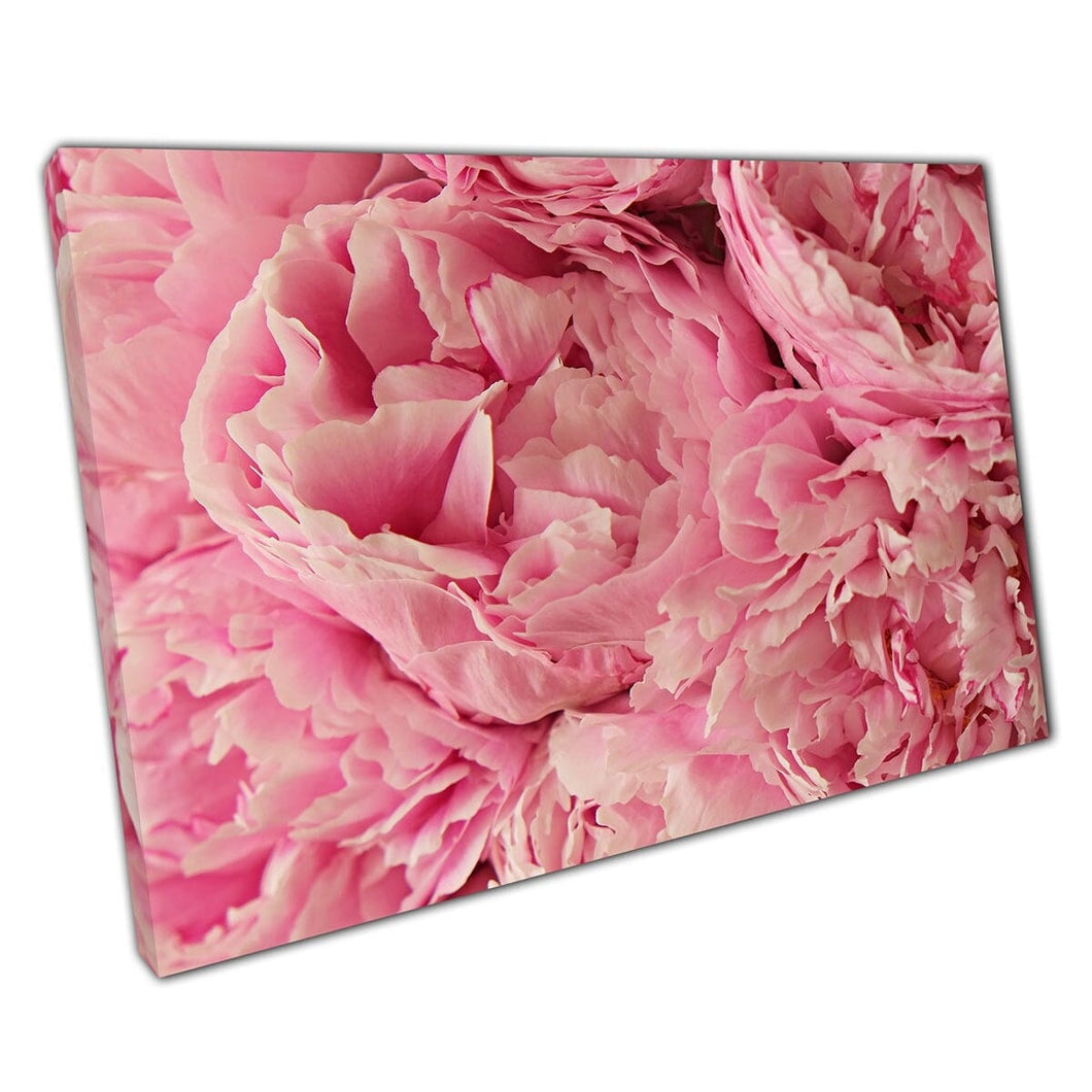 Beautiful Blush Pink Blooming Peony Flowers Stunning Soft Romantic Floral Photography Wall Art Print On Canvas Mounted Canvas print
