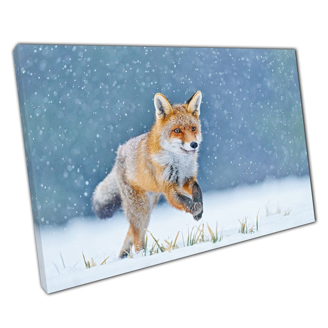 Fantastische donzige rode vos in natuurlijke besneeuwde weide habitat Wild Animal Photography Wall Art Print op canvas gemonteerde canvas print