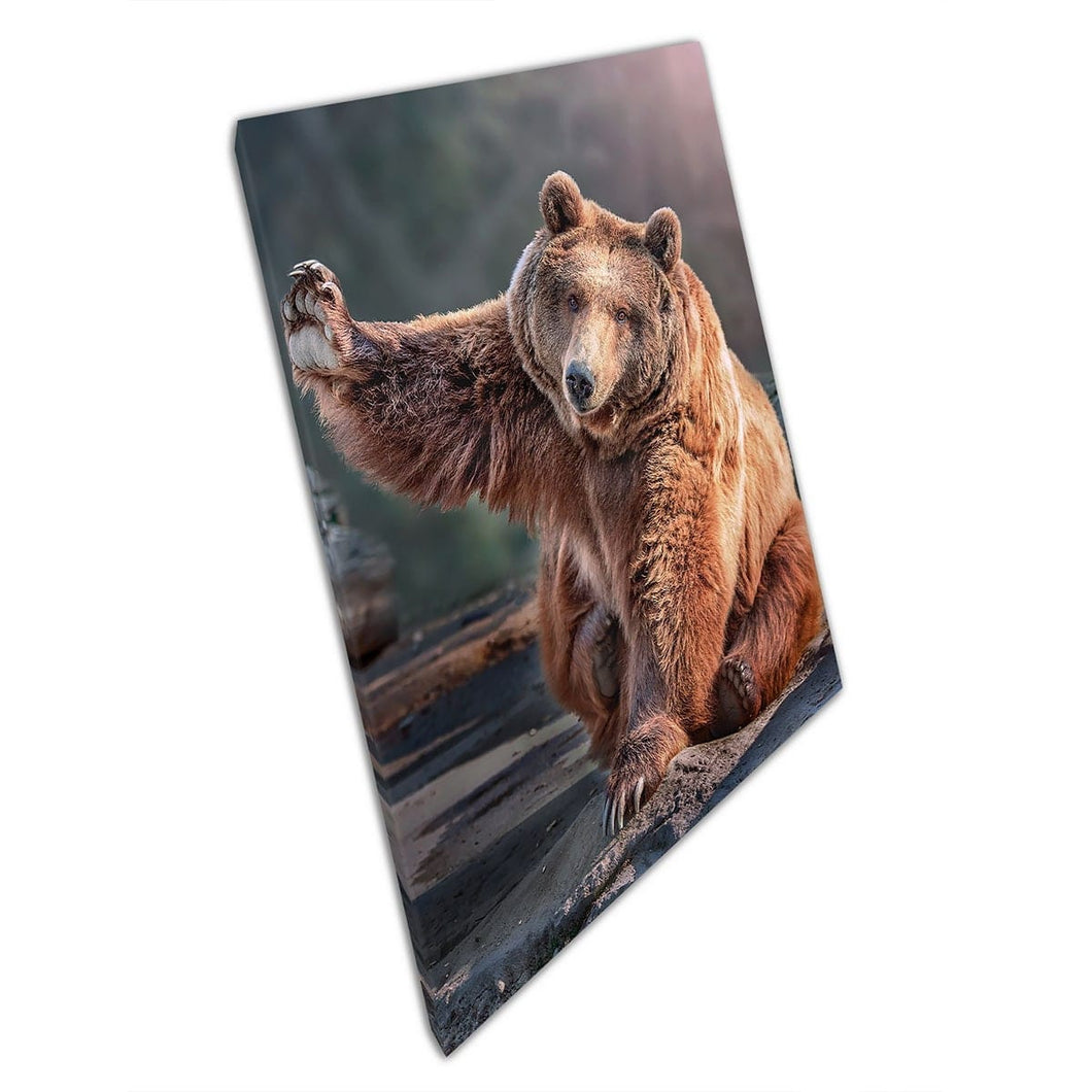 Cute Fuzzy Brown Bear Sitting On A Rock Waving In The Sun Funny Wildlife Photography Wall Art Print On Canvas Mounted Canvas print