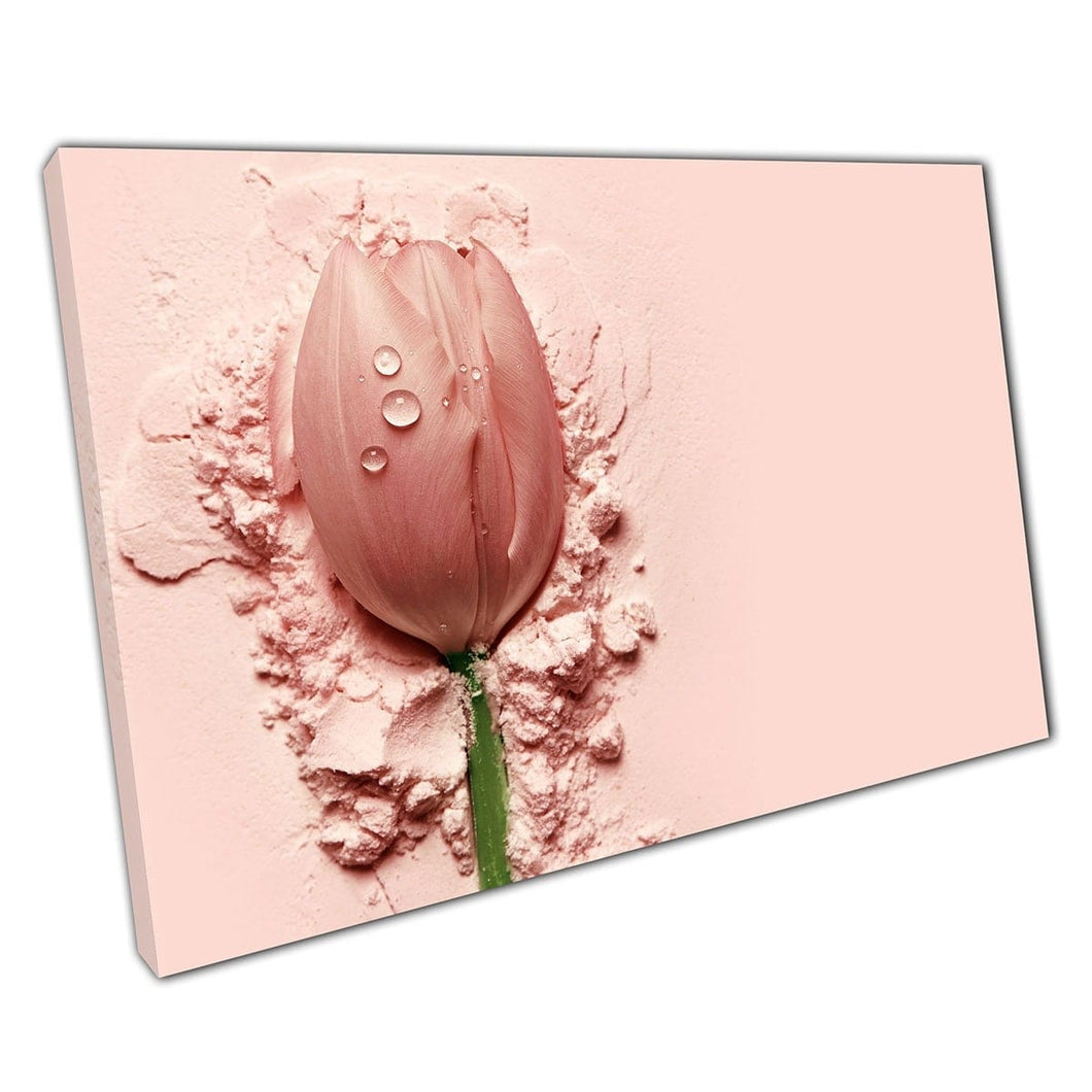 Beautiful Delicate Blush Pink Tulip Resting On Soft Pink Powder Natural Beauty Flower Wall Art Print On Canvas Mounted Canvas print