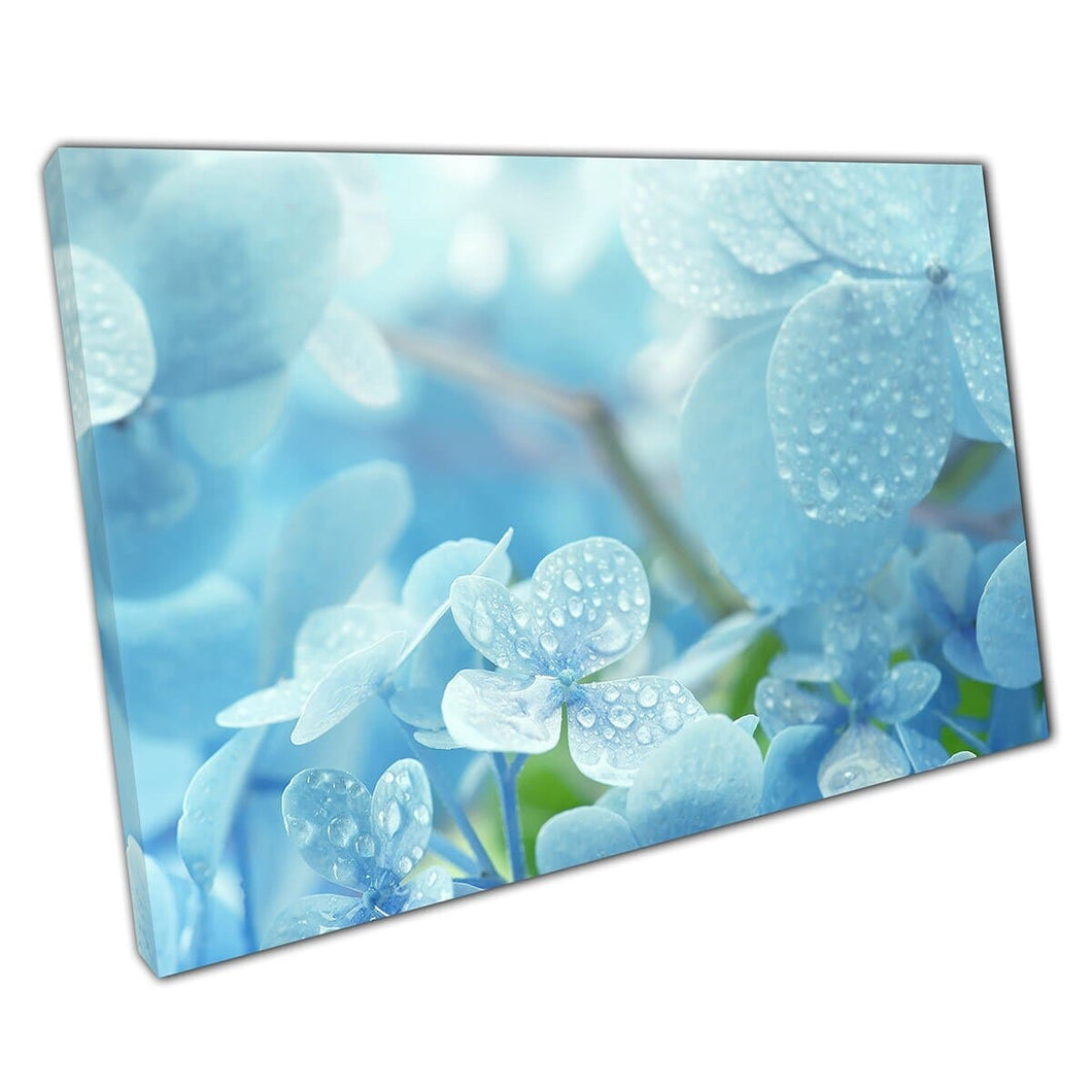 Jonge blauwe hortensia -bloem met waterdruppels macro fotografie muurkunst print op canvas gemonteerde canvas print