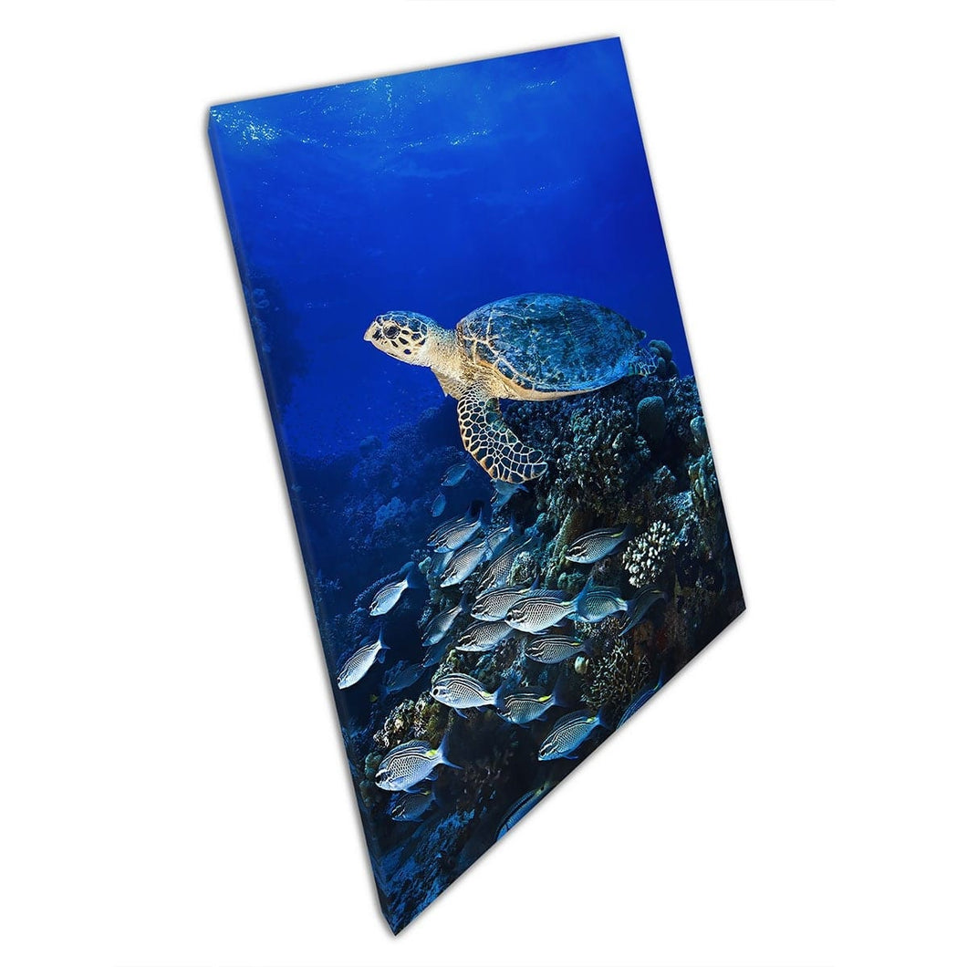 Big Sea Turtle Swimming Through The Red Sea Coral Reef Full Of Fish Underwater Life Wall Art Print On Canvas Mounted Canvas print