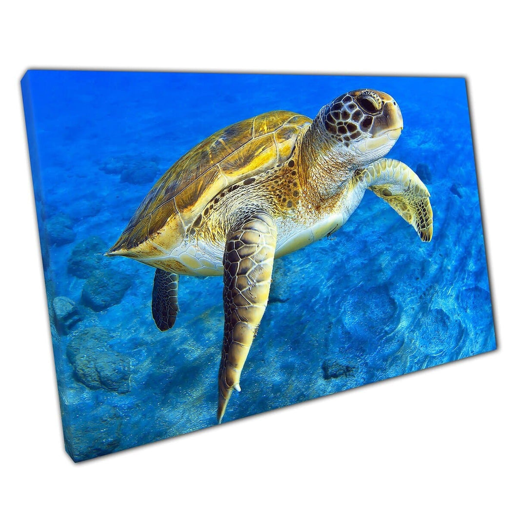 Tartaruga Sea che nuota felicemente lungo il pavimento roccioso oceano oceano sea creatura marina wall art stampa