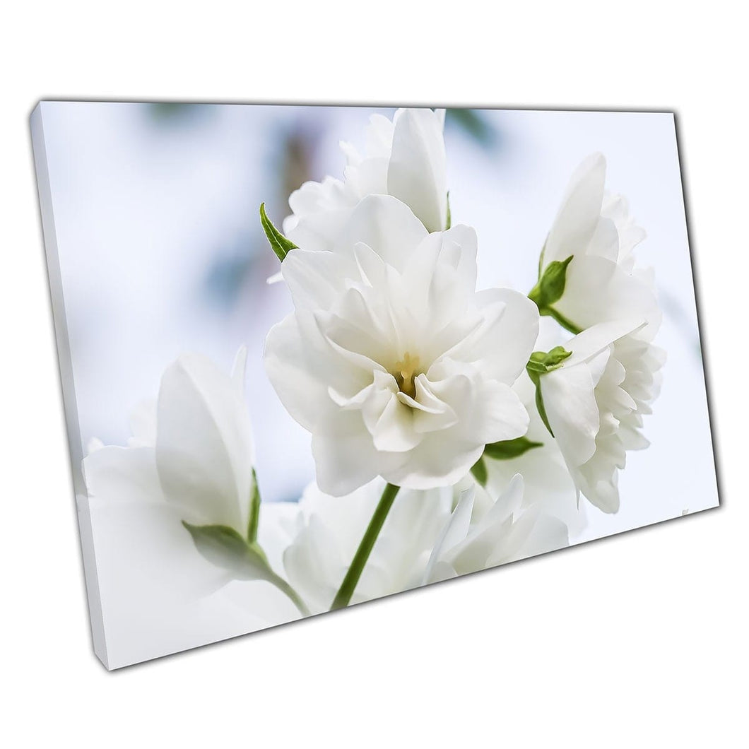 White Terry Jasmine Flowers In Bloom Floral Photography Wall Art Print On Canvas Mounted Canvas print