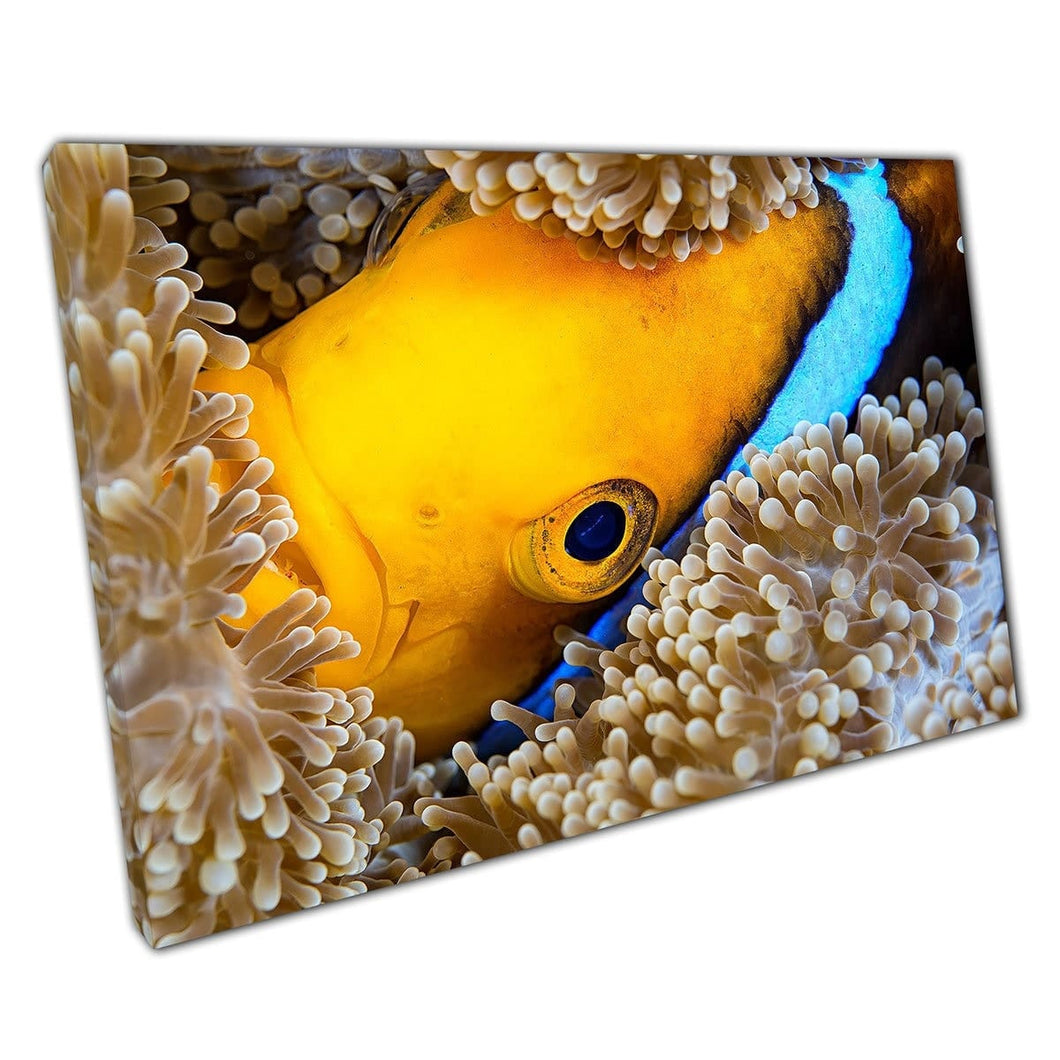 Oranje-vin anemonefish verstopt in tapijtanemoon voor bescherming van de zee leven kunst aan de muur op canvas gemonteerde canvas print