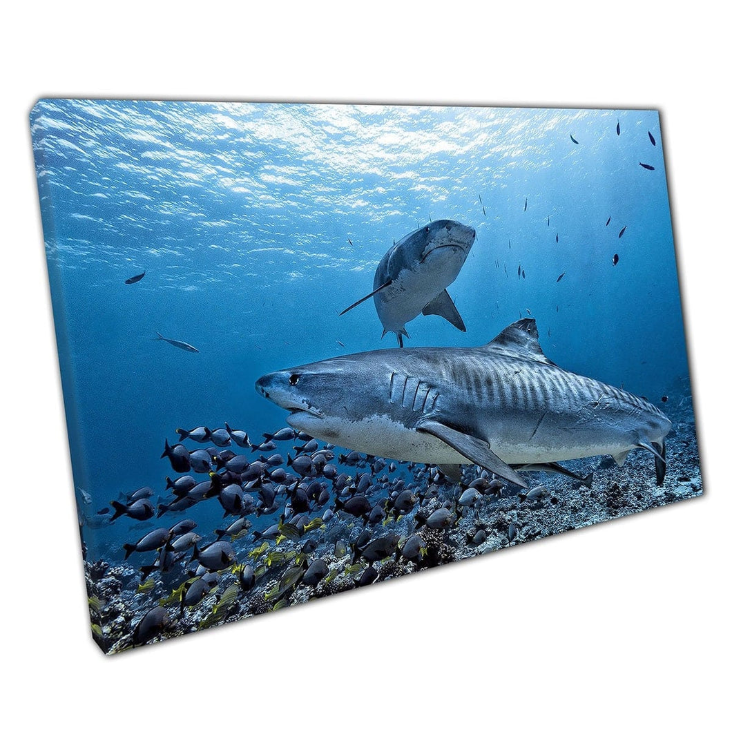 Two Tiger Sharks Swimming Around Fish Close To The Sea Floor Dangerous Photography Wall Art Print On Canvas Mounted Canvas print