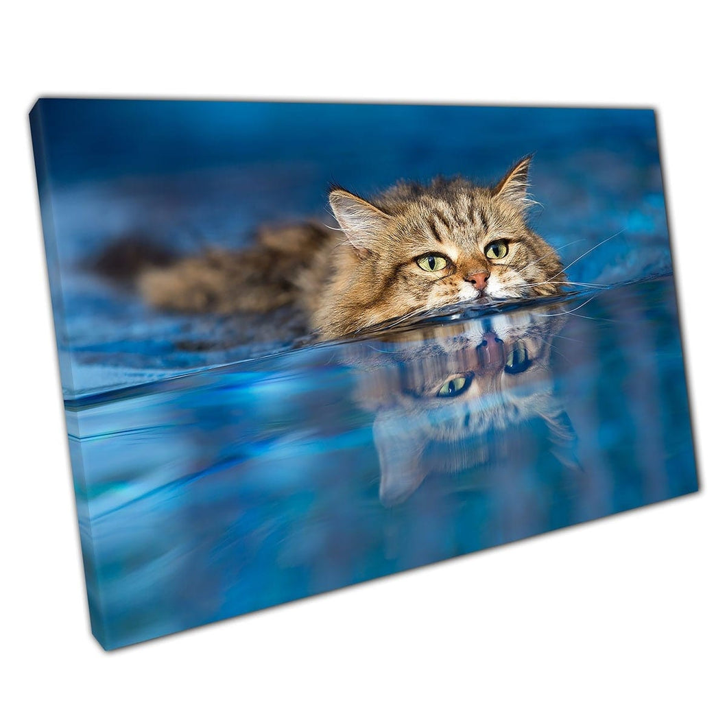 Pluizige grappige huishoudkat zwem gelukkig door zwembad water dierenfotografie kunst aan de muur op canvas gemonteerde canvas print