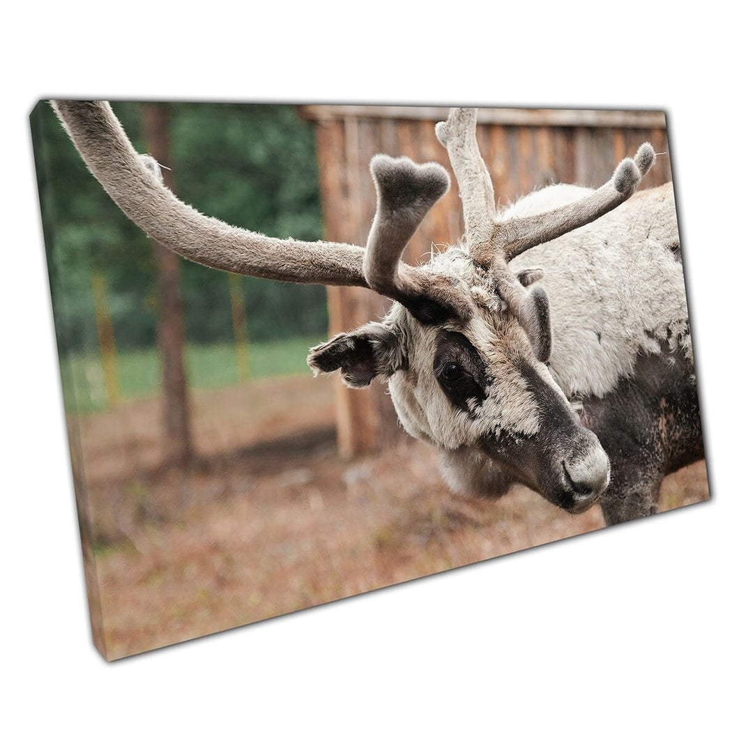 Large Horned Fluffy White Reindeer Wildlife Wall Art Print On Canvas Mounted Canvas print