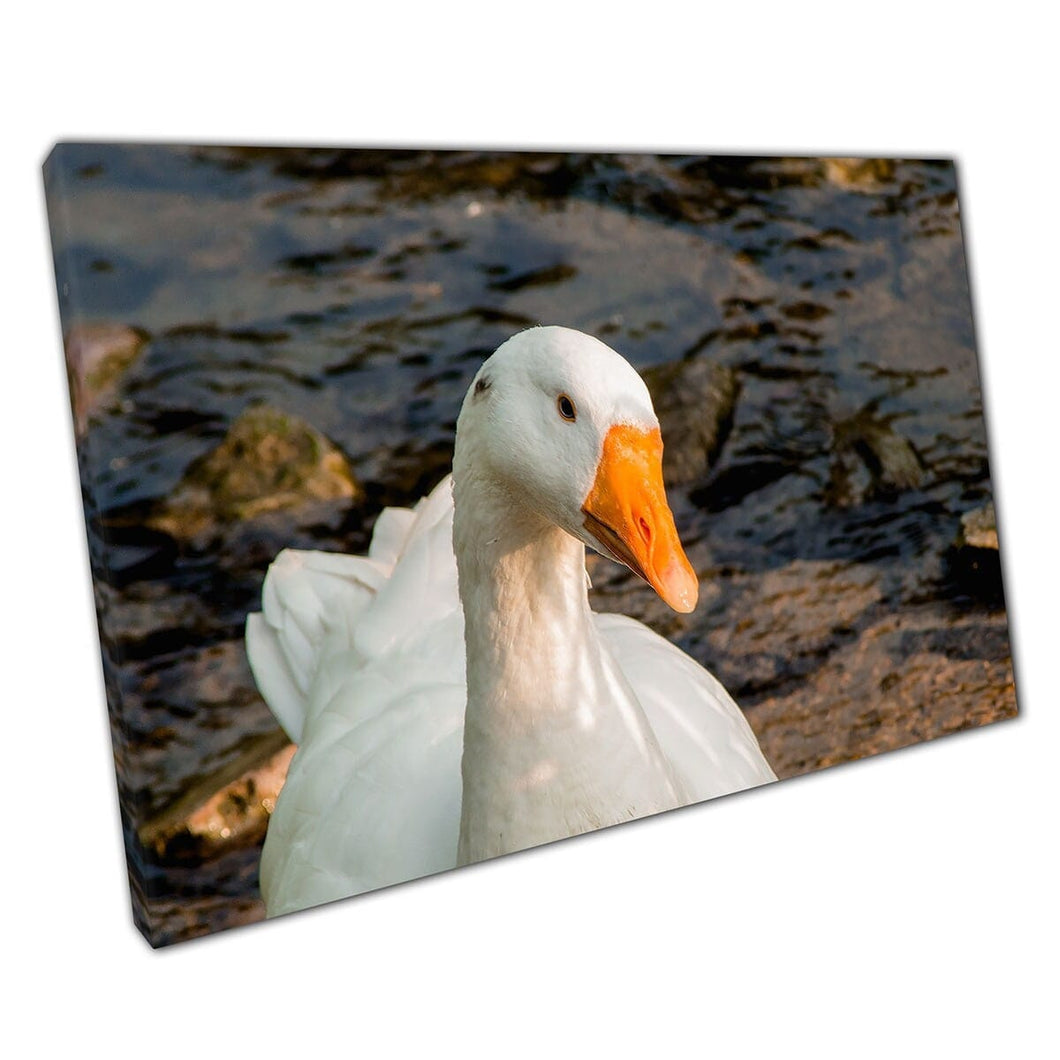 Domestic Wit Goose Swimming in Rocky Clear Pond Wall Art Print op canvas gemonteerde canvas print
