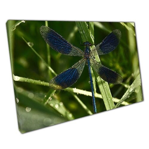 Afdrukken op canvas prachtige blauwe/heldere libel op gras muur kunst print gemonteerd canvas print