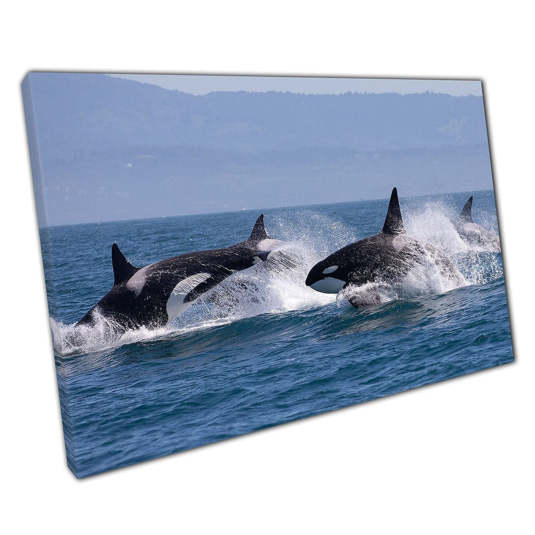 Pacchetto di balene killer selvaggi orca che saltano attraverso l'oceano marine vita marina stampa arte muro su tela stampa tela montata
