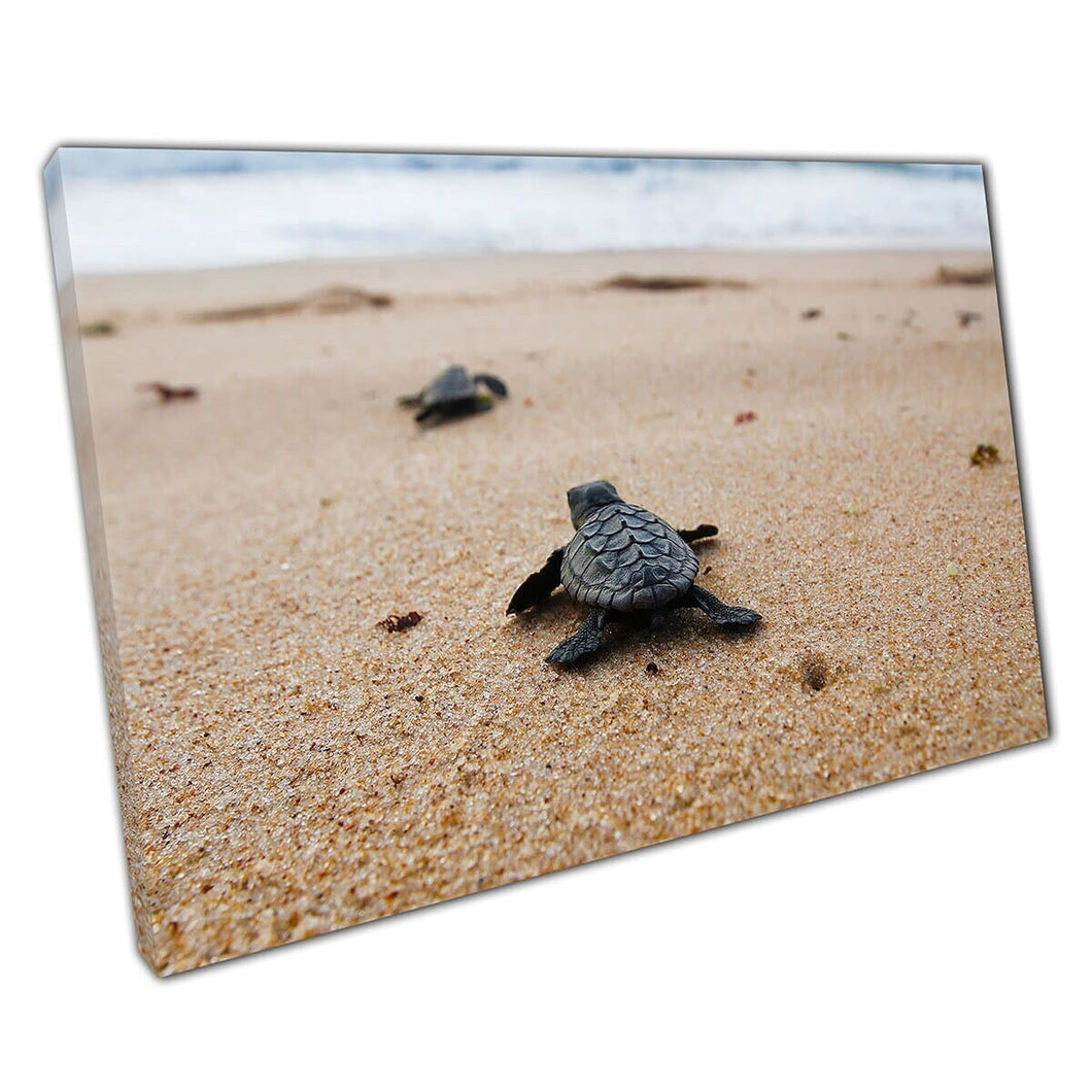 Leuke kleine pasgeboren loggerhead zeeschildpadden naderen van de zee natuur Bahia Brazilië Wall Art Print op canvas gemonteerde canvas print