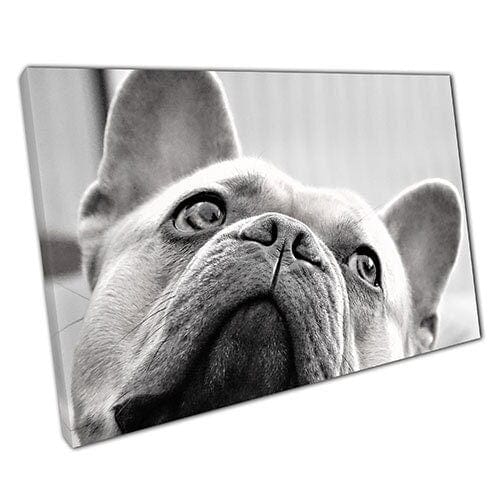Stampa su tela in bianco e nero francese bulldog wall art stampare in tela montato