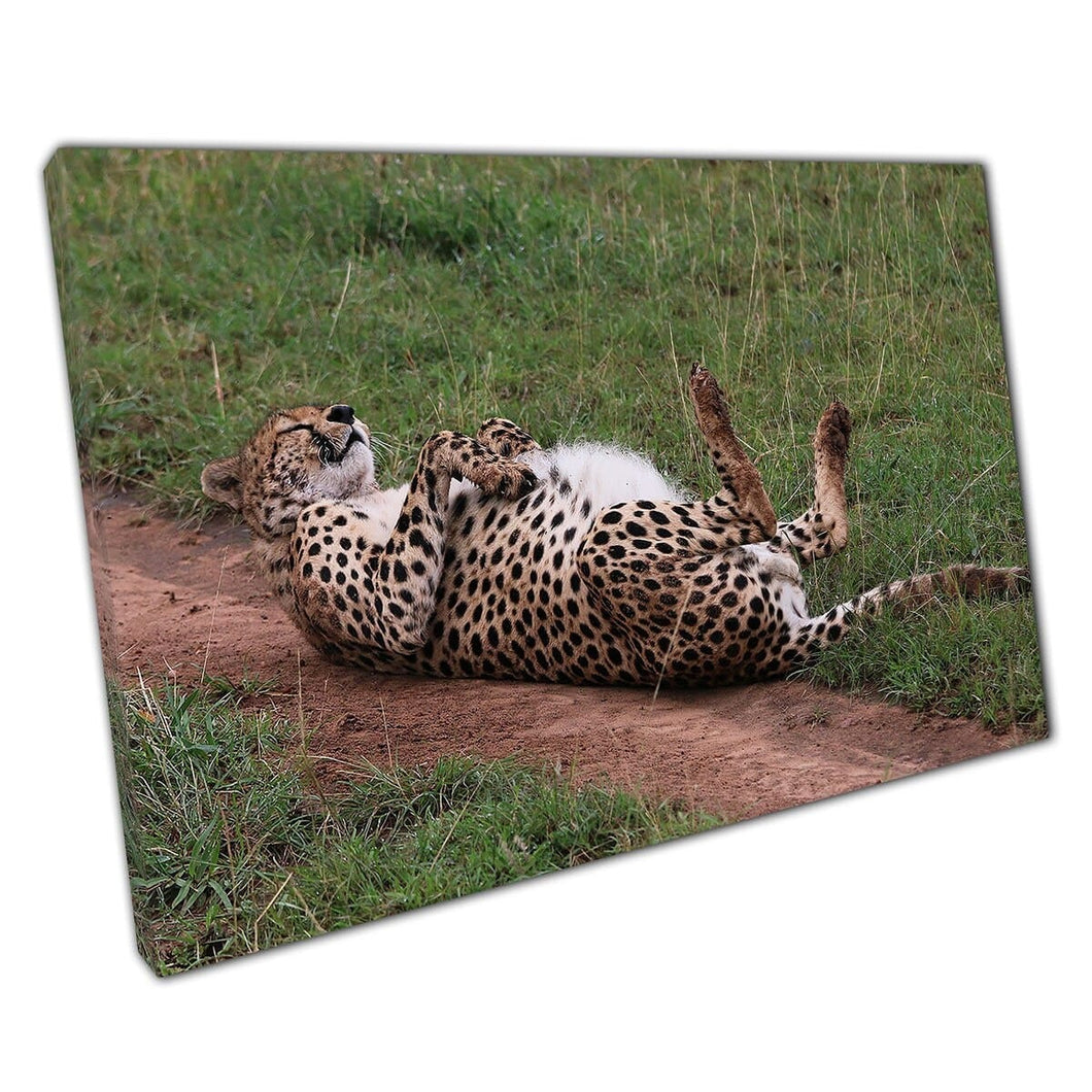 Grappige Big Cat Cheetah rolt rond in de African Savannah Safari Wildlife Wall Art Print op canvas gemonteerde canvas print