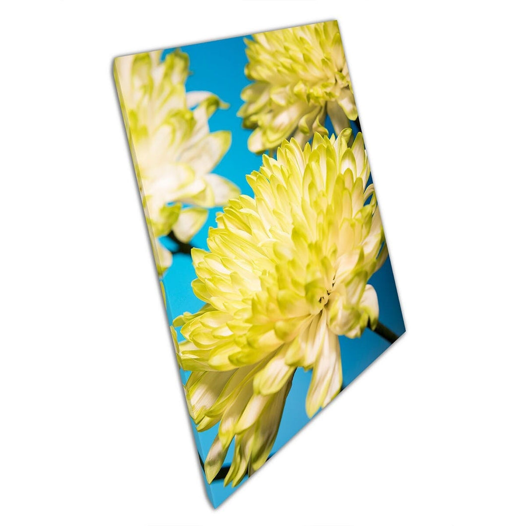 China Aster Daisy Yellow Flower Macro View Nature Photography Wall Art Print op canvas gemonteerde canvas print