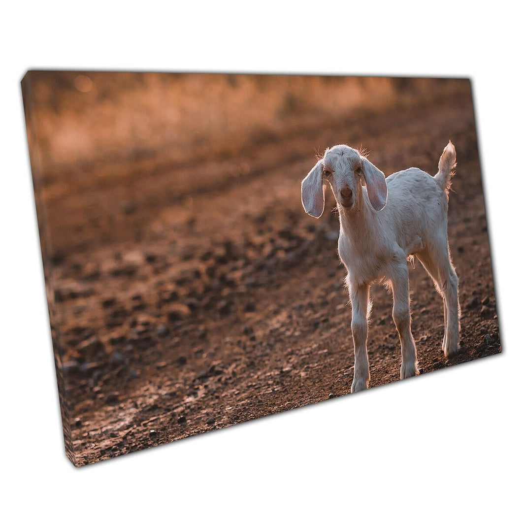 Little Baby Goat Kid Under Golden Sunset su una stampa artistica da parete sporcata su tela di tela stampata