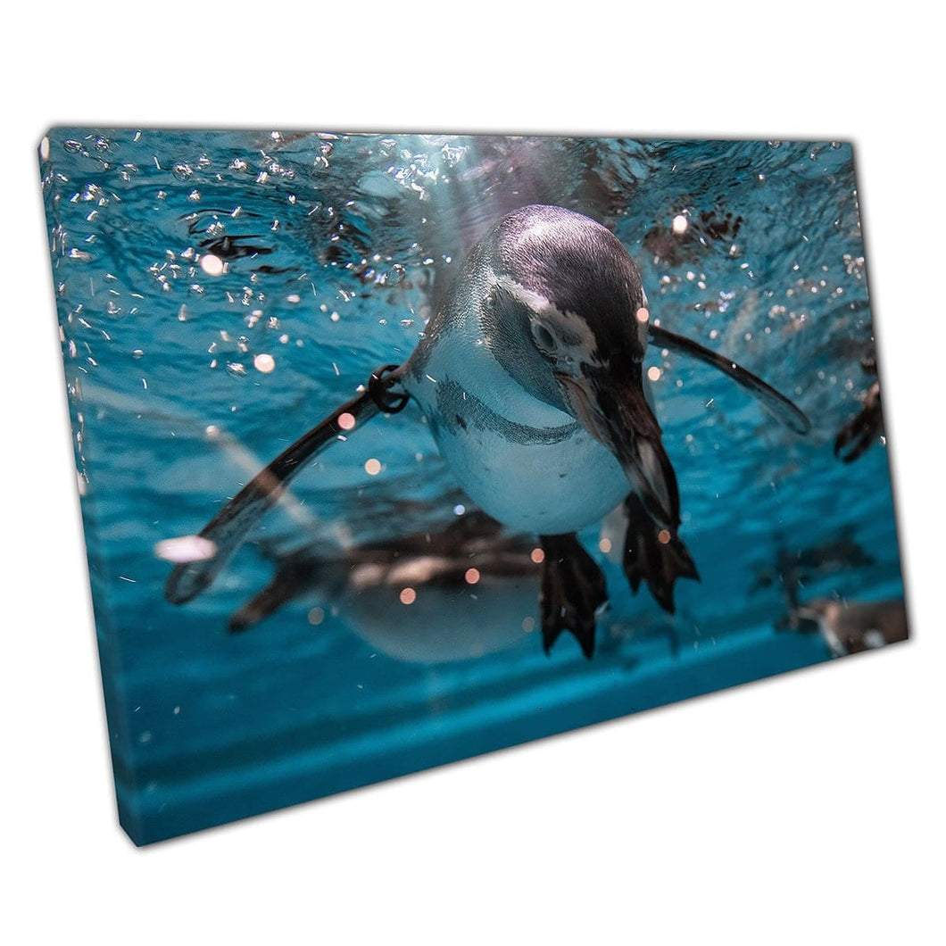 Energetische pinguïns zwemmen duiken onderwater zeeleven marine leven fotografie muur kunst print op canvas gemonteerde canvas print
