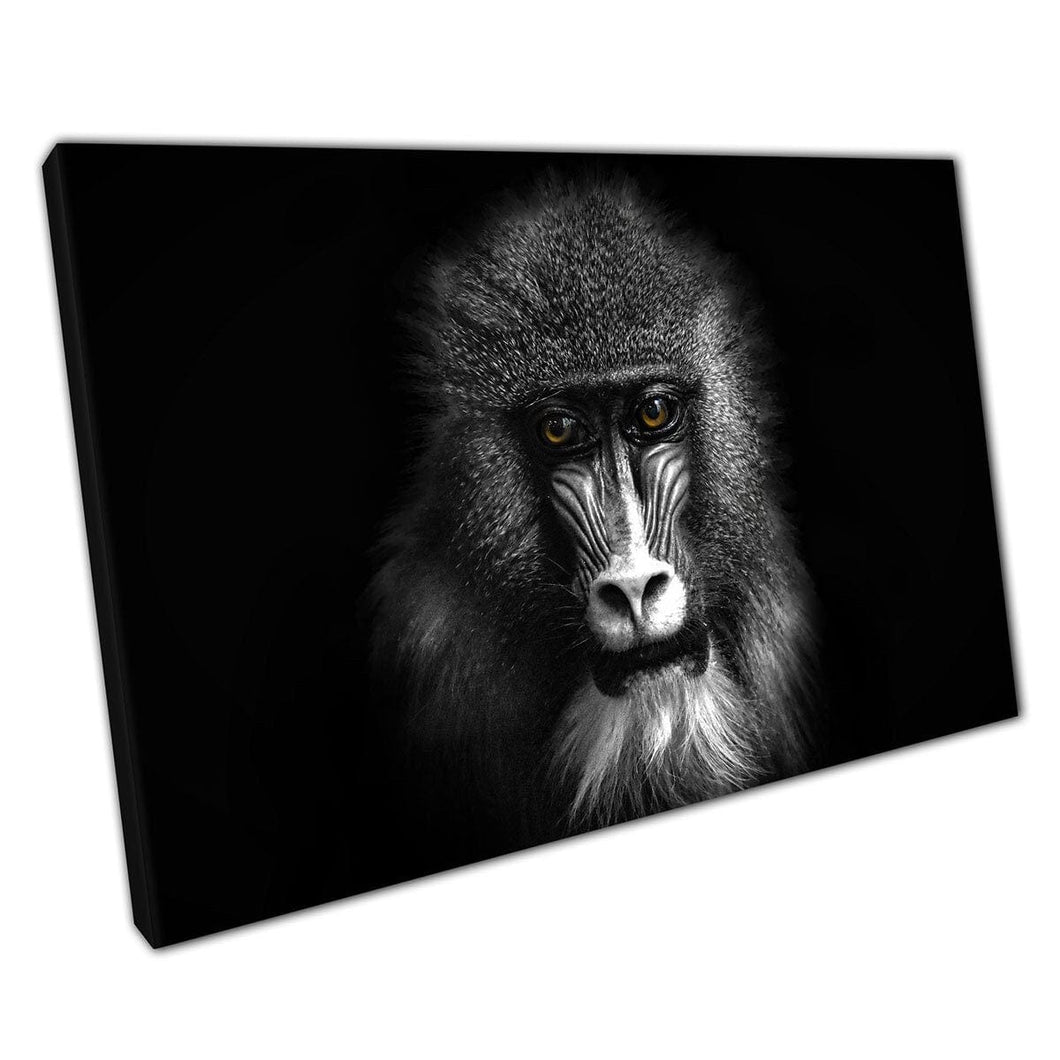 Forte potente babbuino in bianco e nero con occhi gialli photography photography wall art stampare su tela tela stampa