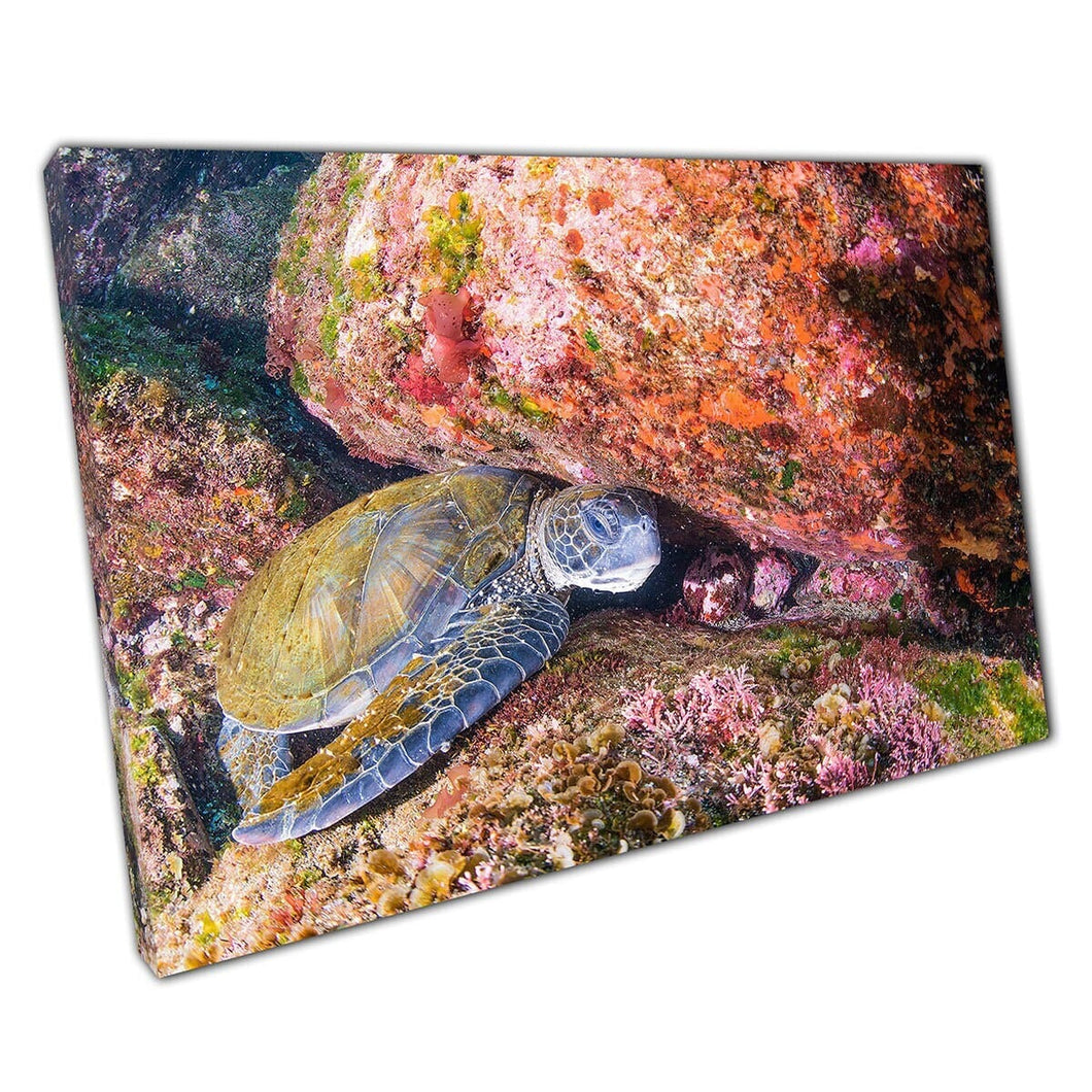 Happy Little Turtle zat op sommige bemoste onderwaterrotsen Sea Life Marine Life Wall Art Print op canvas gemonteerde canvas print