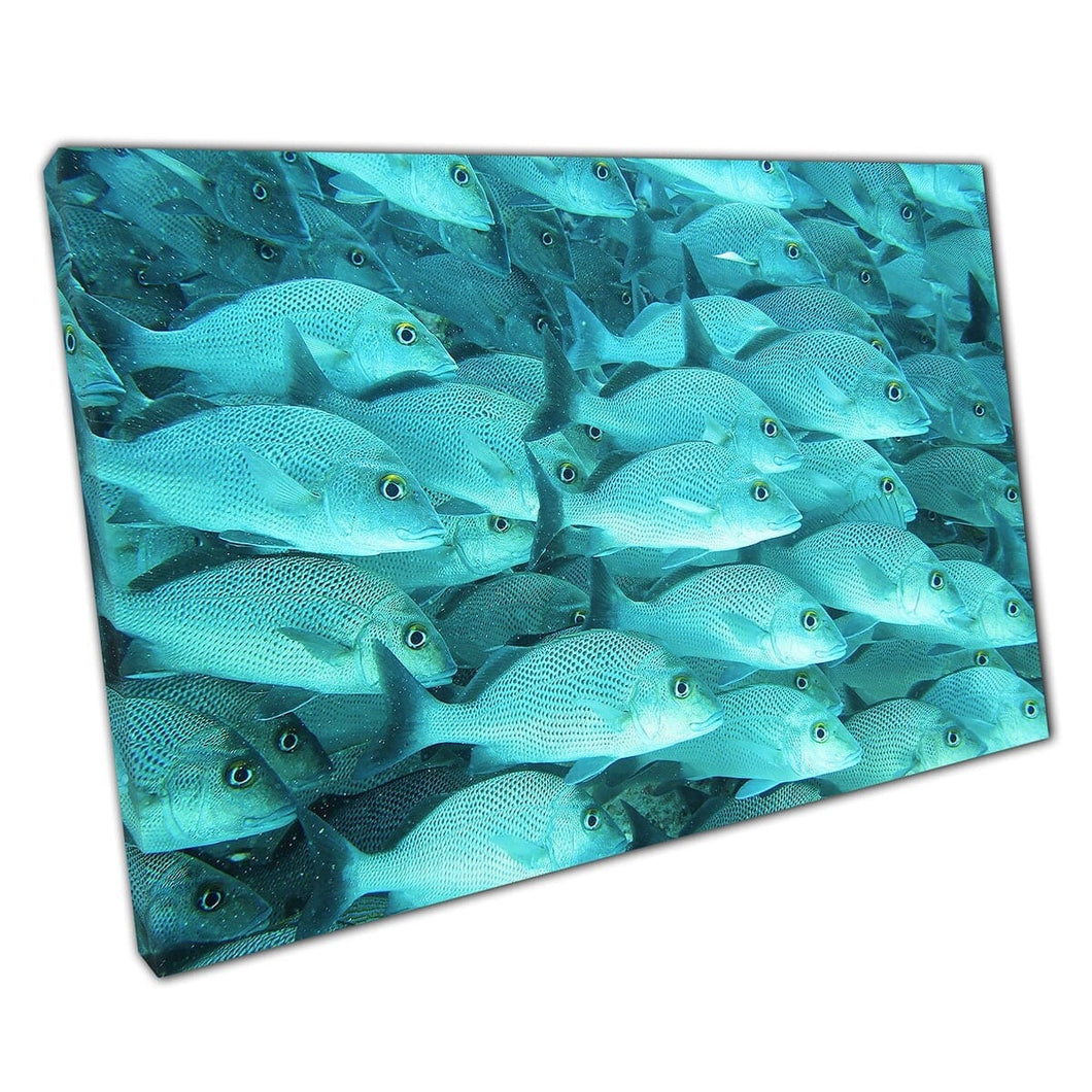 Blue Turquoise School of Ocean Coral Reef Fish Marine Life Underwater Photography Wall Art Print op canvas gemonteerde canvas print