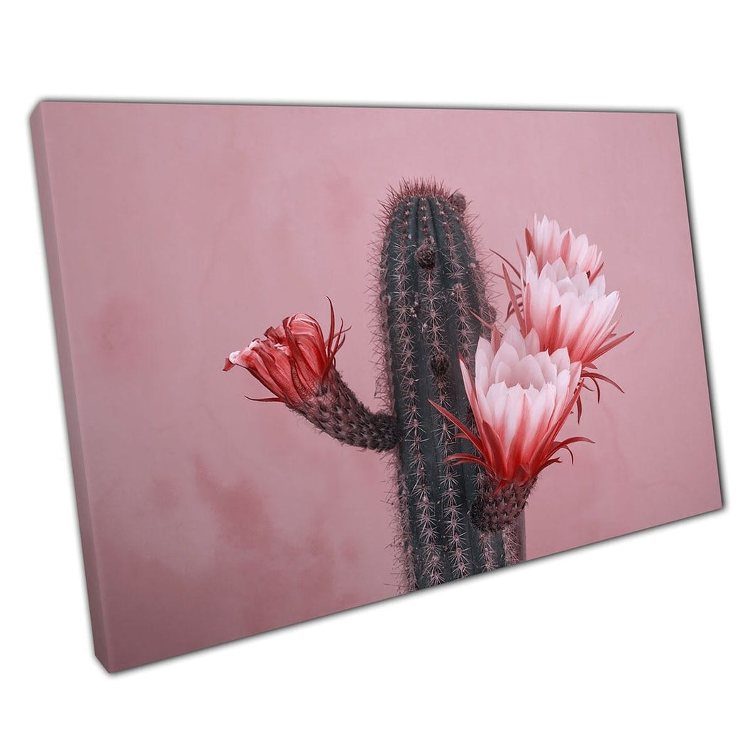 Bloeiende bloeiende cactus rood roze bloem kunst kunst print op canvas gemonteerde canvas print