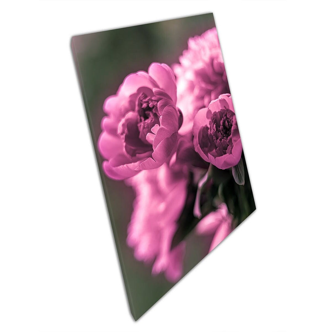 Flower Bouquet of Beautiful Purple Pink Blooming Peonies Wall Art Print op canvas gemonteerde canvas print