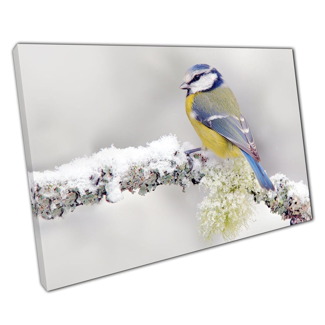 Blue Tit Song Bird zat op een bevroren tak in de winter Snow Mooie vogel kijkend kunst aan de muur op canvas gemonteerde canvas print