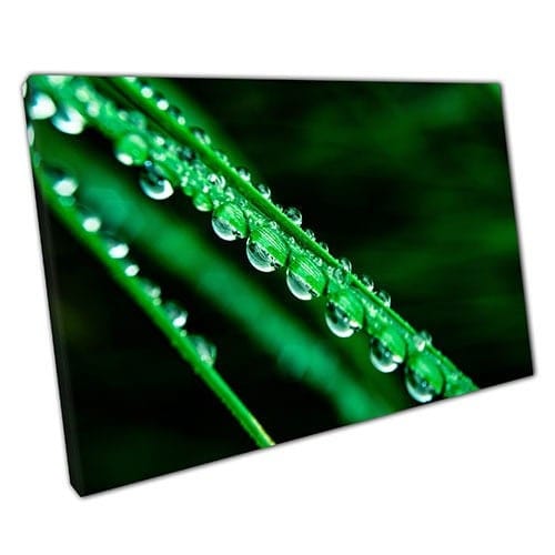 Afdrukken op canvas water dauw bedekte bladeren klaar om muur kunst te hangen print gemonteerde canvas print