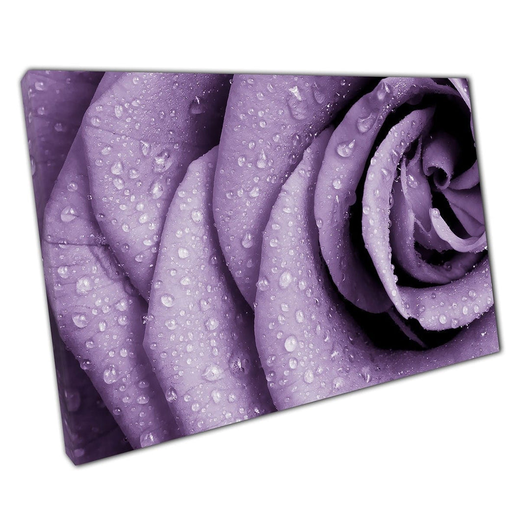 Rosa viola pastello ingrandita in petali di rosa con gocce d'acqua stampata a parete su tela stampata montata in tela