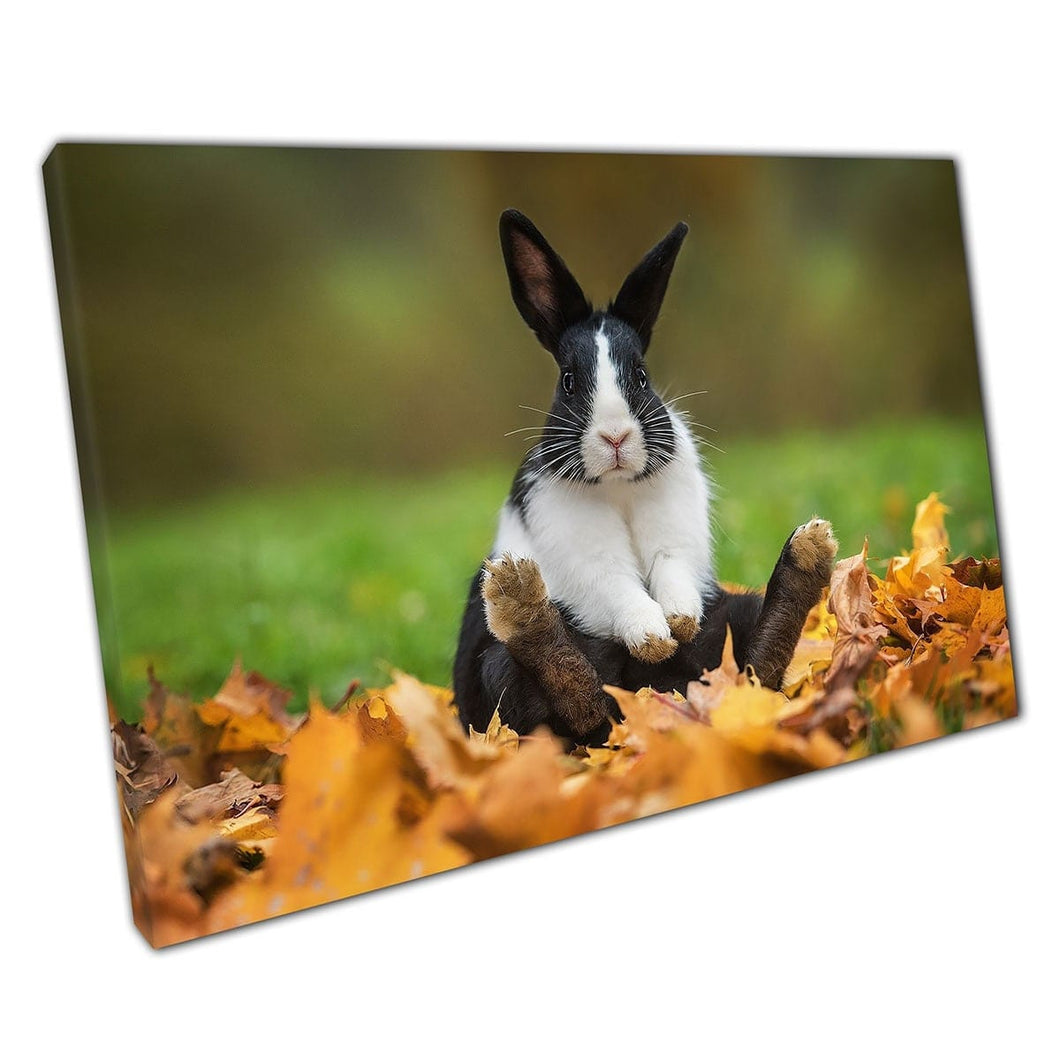 Weinig donzige konijnenkonijn zitten ontspannend in stapel herfstbladen bladeren Wall Art Print op canvas gemonteerde canvas print