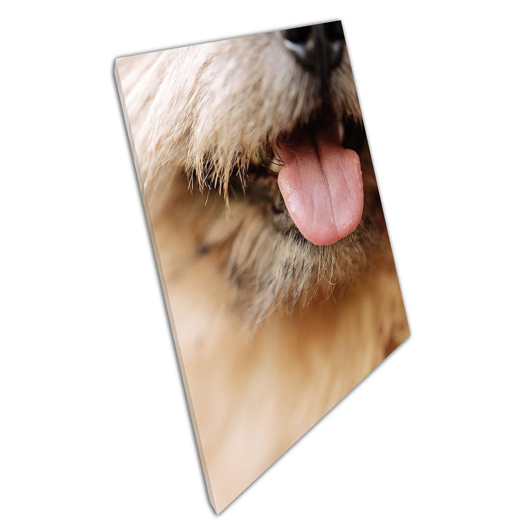 Macro close -up van Norwich Terrier Dog met mond open tong Out Funny Animal Wall Art Print op canvas gemonteerde canvas print