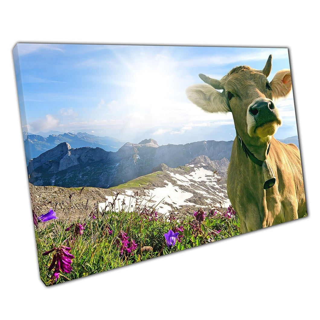 Bruine koe met bel op grasrijke bergen in Wall Art Print op canvas gemonteerde canvas print