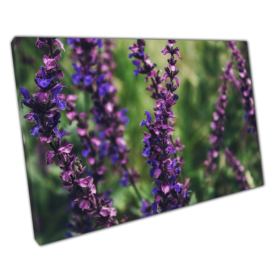 Beautiful Meadow Sage Salvia Pratensis Plant In The Sun Wall Art Print On Canvas Mounted Canvas print
