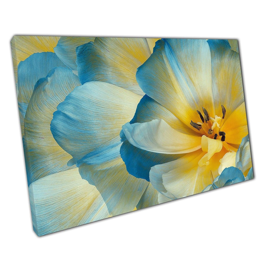 Geelblauwe tulpenbloemen in bloei macro gedetailleerd uitzicht muur kunst print op canvas gemonteerde canvas print