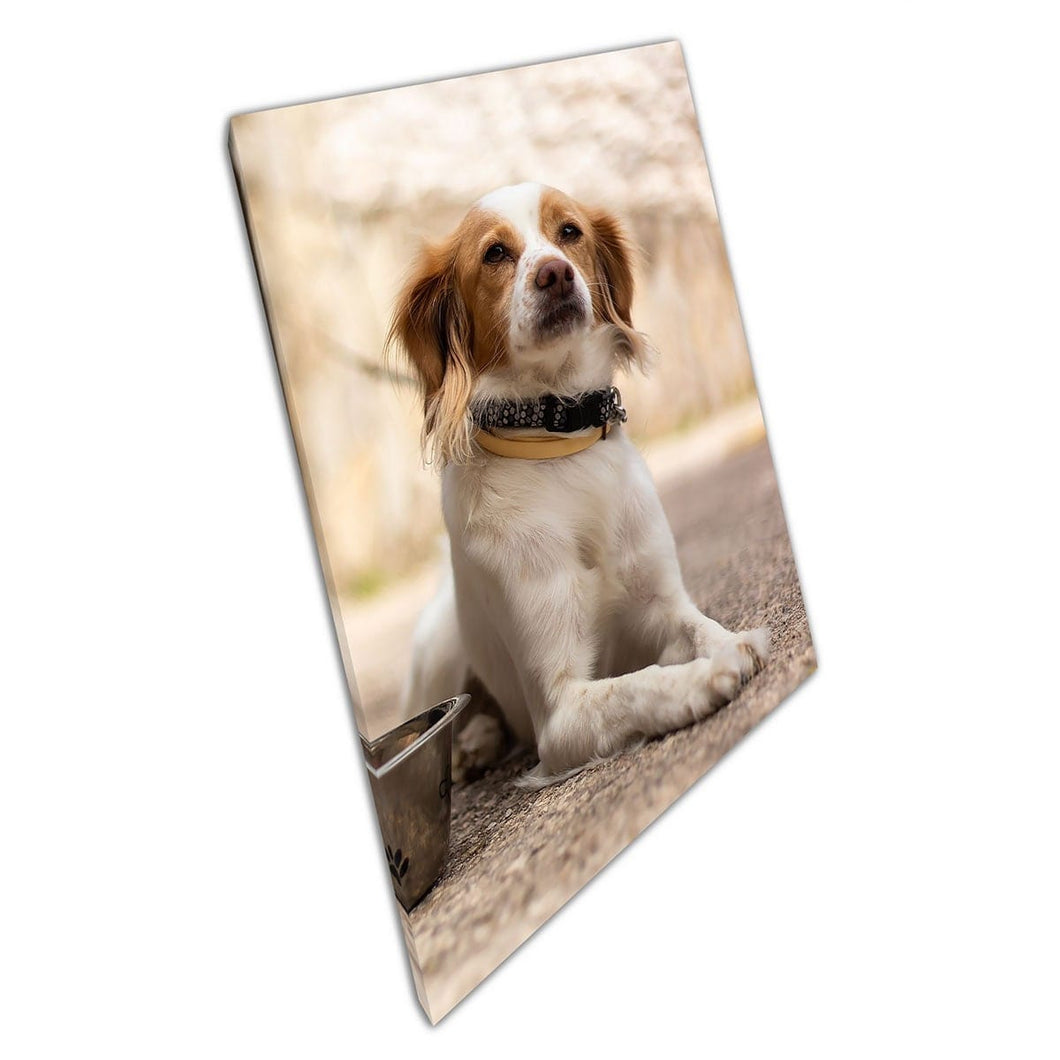 Vriendelijke Kokoni Dog die poseert voor de camera in Athene Griekenland Animal Photography Wall Art Print op canvas gemonteerde canvas print