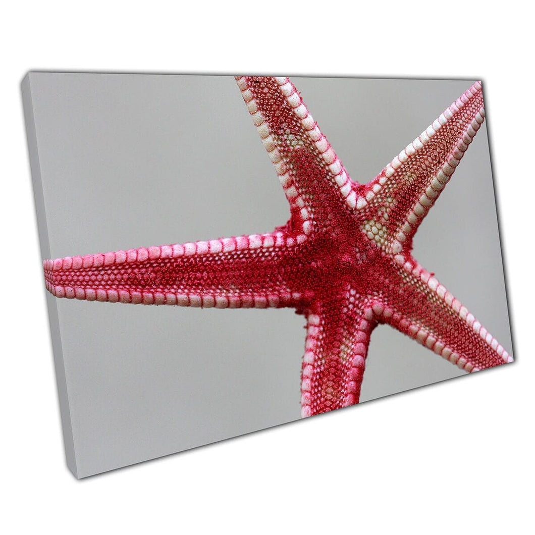 Gedetailleerd uitzicht op rode zeesterren die vastklampen aan glazen mariene leven zeeleven wall art print op canvas gemonteerde canvas print