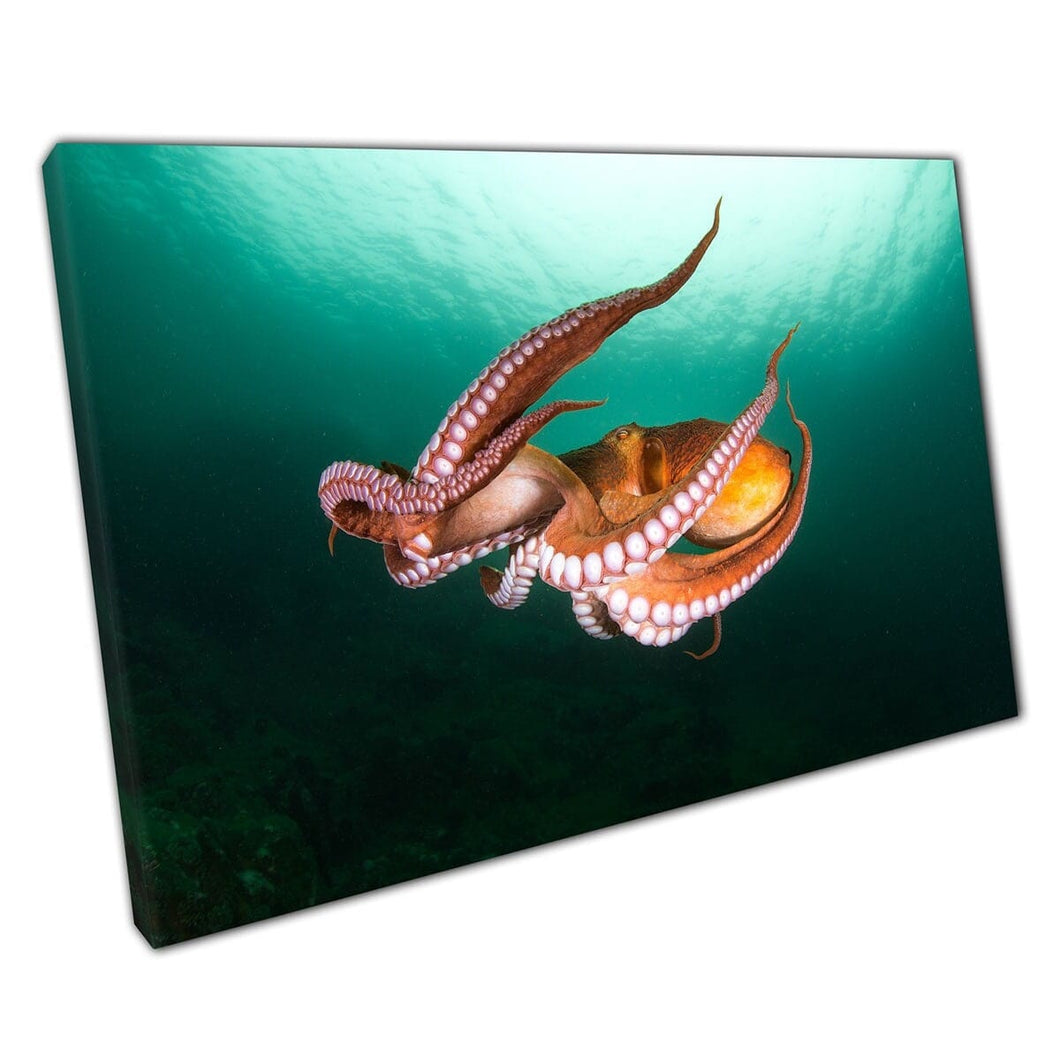 Oranje octopus zwemmen door diep groen blauw water zeeleven oceaan fotografie muurkunst print op canvas gemonteerde canvas print