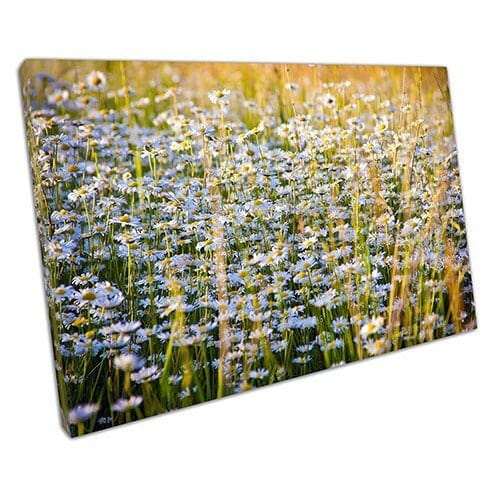 Afdrukken op canvas Wild Daisy Flowers Canvas Wall Art Print gemonteerde canvas print