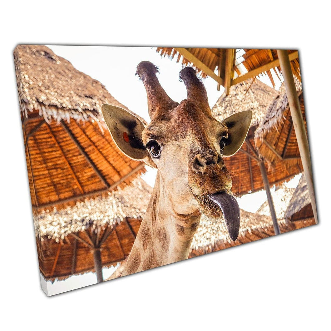 Close -up van nieuwsgierige giraf trekt grappige tong uit gezicht wilde dierenfotografie muurkunst print op canvas gemonteerde canvas print