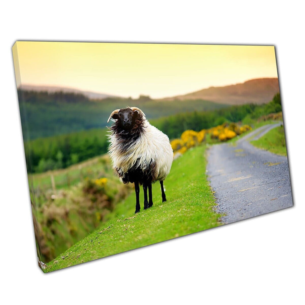 Pluize schapen grazen aan de zijkant van een pad in de muurkunstafdruk op canvas gemonteerde canvas print