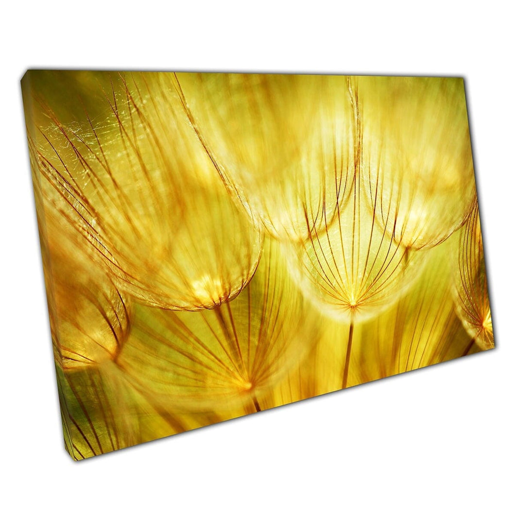 Beautiful Extreme Close Up Of Dandelions In Soft Spring Yellow Floral Flower Abstract Wall Art Print On Canvas Mounted Canvas print